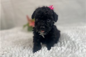 Shadow - Poodle, Toy for sale