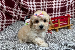 Lucy - Poodle, Miniature for sale