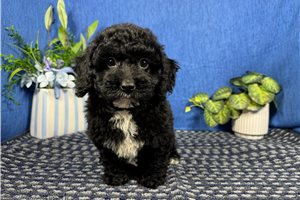 Coleman - Miniature Poodle for sale