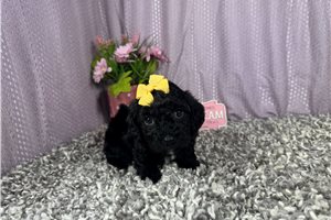 Cinnamon - Poodle, Miniature for sale
