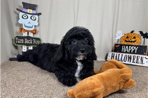 Coleman - Miniature Poodle for sale
