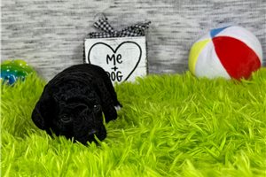 Caesar - puppy for sale