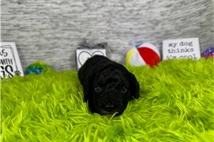 Coleman - Poodle, Miniature for sale
