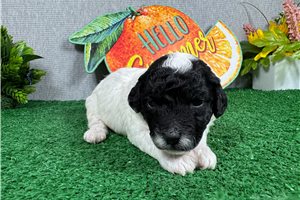 Tyson - puppy for sale