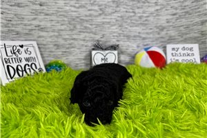 Colin - puppy for sale