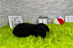 Coleman - puppy for sale