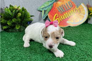 Tori - puppy for sale