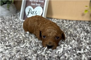 Mandela - Poodle, Miniature for sale