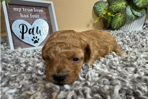 Manny - puppy for sale