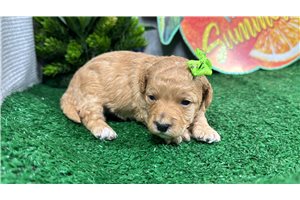 Teesha - puppy for sale