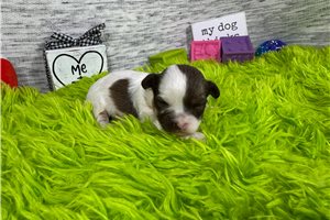 Albus - puppy for sale
