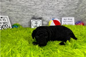 Colin - Poodle, Miniature for sale