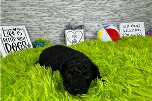 Colt - Poodle, Miniature for sale