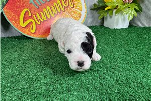 Tommy - Poodle, Miniature for sale
