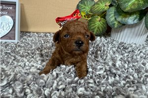 Madison - puppy for sale