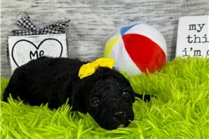 Cinnamon - puppy for sale
