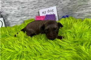 Arthur - Mixed/Other for sale