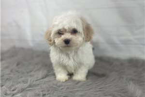 Barlow - puppy for sale