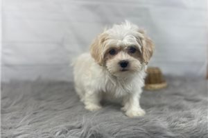 Kadie - puppy for sale