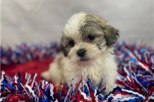 Avery - Shichon for sale