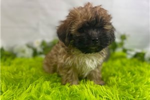 Oliver - Shichon for sale
