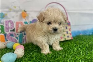 Trixie - puppy for sale
