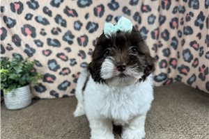 October - Shih-Poo - Shihpoo for sale