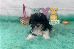 Emerald - puppy for sale