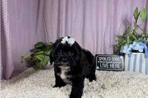Nova - Shih-Poo - Shihpoo for sale