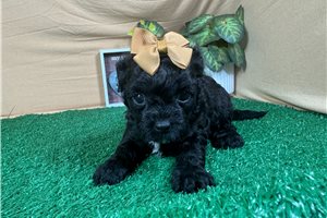 Nikki - Shih-Poo - Shihpoo for sale