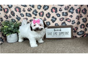 Olive - Shih-Poo - Shihpoo for sale
