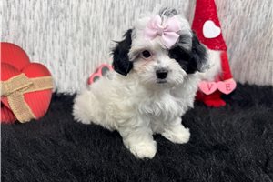 Twinkie - Shih-Poo - Shihpoo for sale
