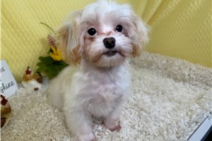 Tiffie - Shih-Poo - Shihpoo for sale