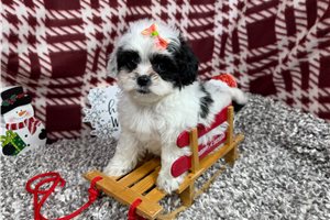 Tootsie - Shih-Poo - Shihpoo for sale