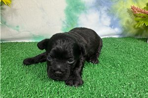 Nash - Shih-Poo - Shihpoo for sale