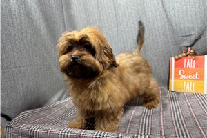 Presley - Shih-Poo - Shihpoo for sale
