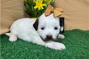 Olive - Shih-Poo - Shihpoo for sale