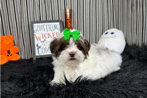 Odette - Shih-Poo for sale