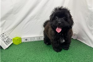 Twix - puppy for sale