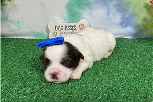 Odette - puppy for sale