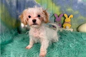 Tiffie - Shih-Poo - Shihpoo for sale