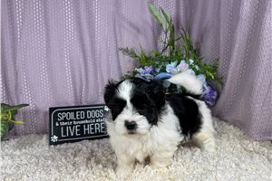 Oreo - Shih-Poo - Shihpoo for sale