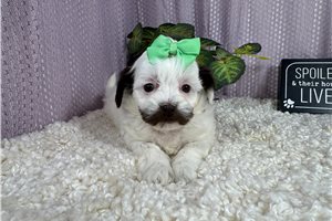 Olive - Shih-Poo - Shihpoo for sale