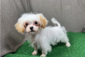Taffy - Shih-Poo - Shihpoo for sale