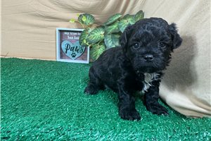 Nash - Shih-Poo - Shihpoo for sale