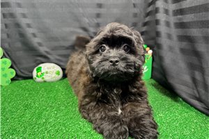 Twix - Shih-Poo - Shihpoo for sale