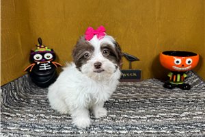Odette - Shih-Poo for sale