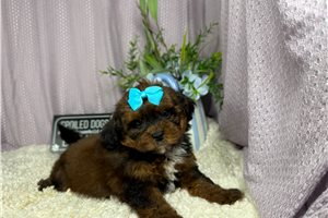 Nevaeh - Shih-Poo - Shihpoo for sale