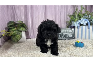 Nash - Shih-Poo - Shihpoo for sale