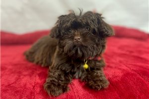 Coco - puppy for sale